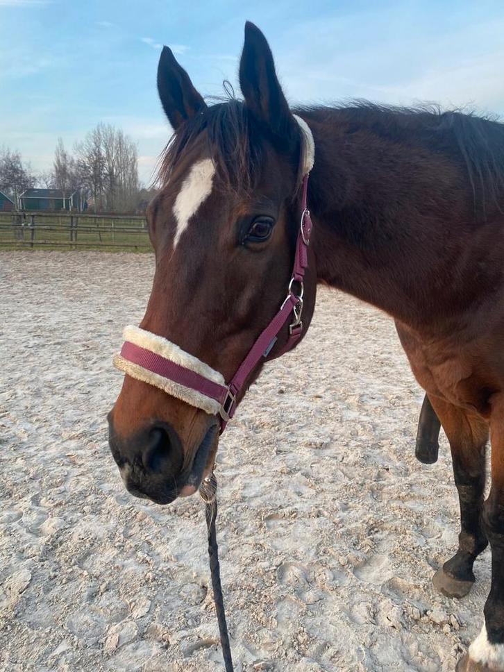 Met spoed stal gezocht, Dieren en Toebehoren, Stalling en Weidegang