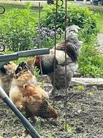 Brahma Haan en twee kippen te koop, Dieren en Toebehoren, Pluimvee, Meerdere dieren, Kip