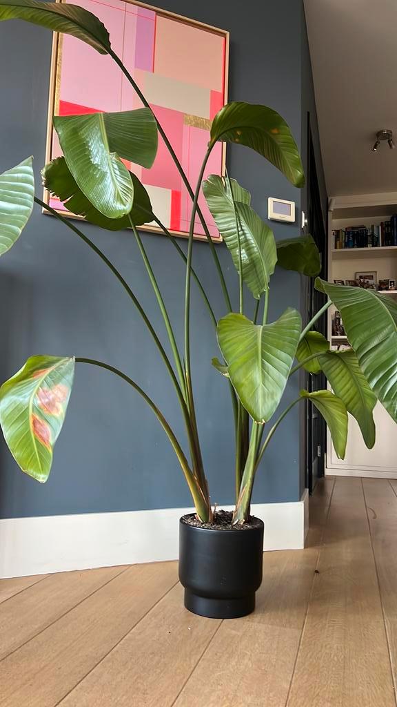 Grote Strelitzia Nicolai (+/- 1.70 hoog), Huis en Inrichting, Kamerplanten, Halfschaduw, Ophalen