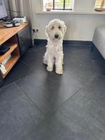 Labradoodle medium 1 jaar oud, Dieren en Toebehoren, Overige rassen, 1 tot 2 jaar, Teef, Eén hond