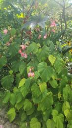 Begonia grandis winterharde soort, Tuin en Terras, Ophalen