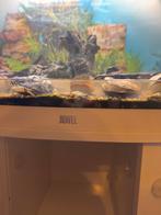 Aquarium bieden, Dieren en Toebehoren, Ophalen, Zo goed als nieuw