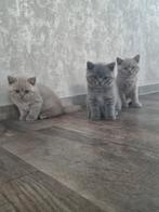 Brits/Britse korthaar kittens jongen en meisje met stamboom, Meerdere dieren, Gechipt