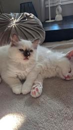 2 prachtige lieve katertjes. Chocolate mitted en seal point., Kater, Gechipt