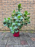 Clusia plant, Ophalen of Verzenden, Overige soorten