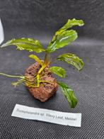 Bucephalandra sp. Wevy Leaf melawi, Nieuw, Plant(en), Steen of Hout, Ophalen of Verzenden