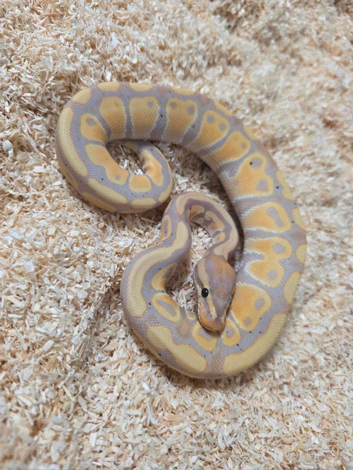 Femalemaker Coralglow 100%DH Gstripe Clown 2025, Dieren en Toebehoren, Reptielen en Amfibieën, Slang, 0 tot 2 jaar