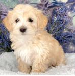 Dog maltipoo, Ophalen of Verzenden