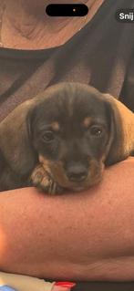 Kanichen ruwhaar teckel reu, Dieren en Toebehoren, Kaninchen, Reu, Eén hond, Ruwhaar