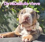 Prachtige old english bulldog pups, 8 tot 15 weken, Bulldog, Meerdere, Meerdere dieren