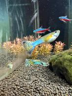 Guppen guppies guppys, Dieren en Toebehoren, Vis