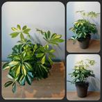 Schefflera variegata kamerplant 50cm, Huis en Inrichting, Kamerplanten, Ophalen, Overige soorten, Halfschaduw, In pot
