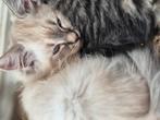 Siberische x ragdoll kittens, Dieren en Toebehoren, Meerdere dieren, Gechipt