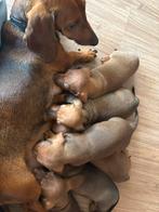 Teckel puppys, Dieren en Toebehoren, Honden | Teckels en Dashonden, Rabiës (hondsdolheid), 8 tot 15 weken, Korthaar, Dwerg