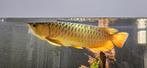 Asian Arowana, Golden CrossBack, certificaat, Vis, Zoetwatervis