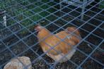 Buff Orpington haan, Dieren en Toebehoren, Pluimvee, Mannelijk, Kip