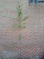 Betula albosinensis, chinese rode berk, Tuin en Terras, Planten | Bomen, Ophalen