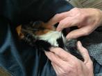 Cavia mooie 3 kleur beertje aangeboden., Dieren en Toebehoren, Knaagdieren, Mannelijk, Cavia, Na 1 juli 2024