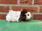 Nestje zuivere borstels!, Dieren en Toebehoren, Cavia, Augustus, Mannelijk, Tam