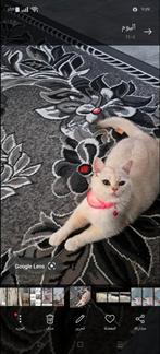 Britse Zilver Shaded poes:€199, Poes