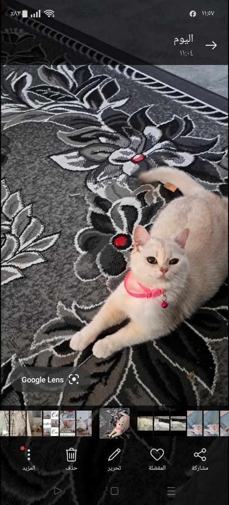 Britse Zilver Shaded poes:€199, Dieren en Toebehoren, Katten en Kittens | Raskatten | Korthaar, Poes