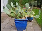 Grote winterharde cactus., Tuin en Terras, Ophalen