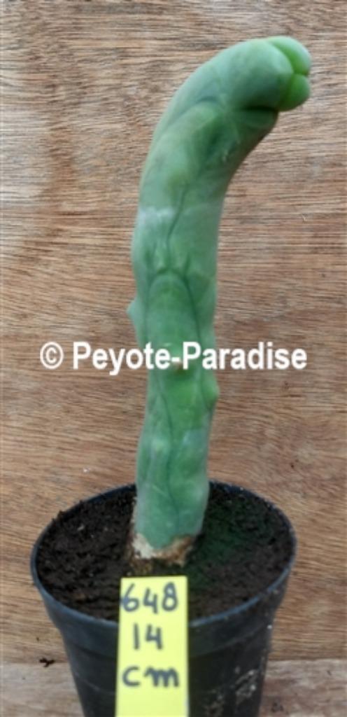 Penis Cactus (dun en lang) - De echte Penis plant !, Huis en Inrichting, Kamerplanten, Cactus, Minder dan 100 cm, Volle zon, Verzenden