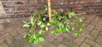Menyanthes trifoliata Water drieblad moeras vijverplant, Ophalen, Vaste plant, Halfschaduw, Vijverplanten