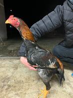 Shamo, Meerdere dieren, Kip