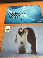 Pinguïns, Verzamelen, Ophalen of Verzenden, Voor 1920, Ongelopen, Paard