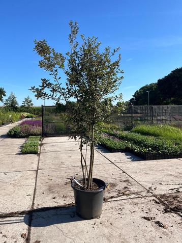 Meerstammige Steeneik beschikbaar voor biedingen