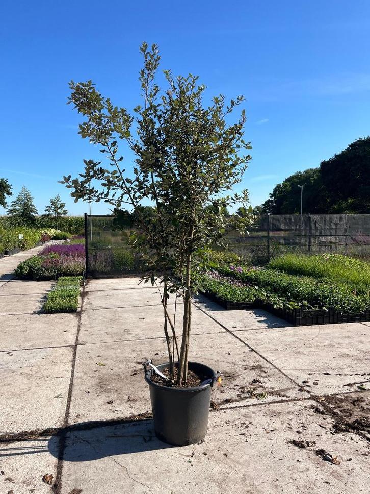 Meerstammige Steeneik, Tuin en Terras, Planten | Bomen, Overige soorten, Volle zon, In pot, Ophalen