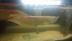Arowana albinos 60cm, Dieren en Toebehoren, Vissen | Aquariumvissen, Vis, Zoetwatervis