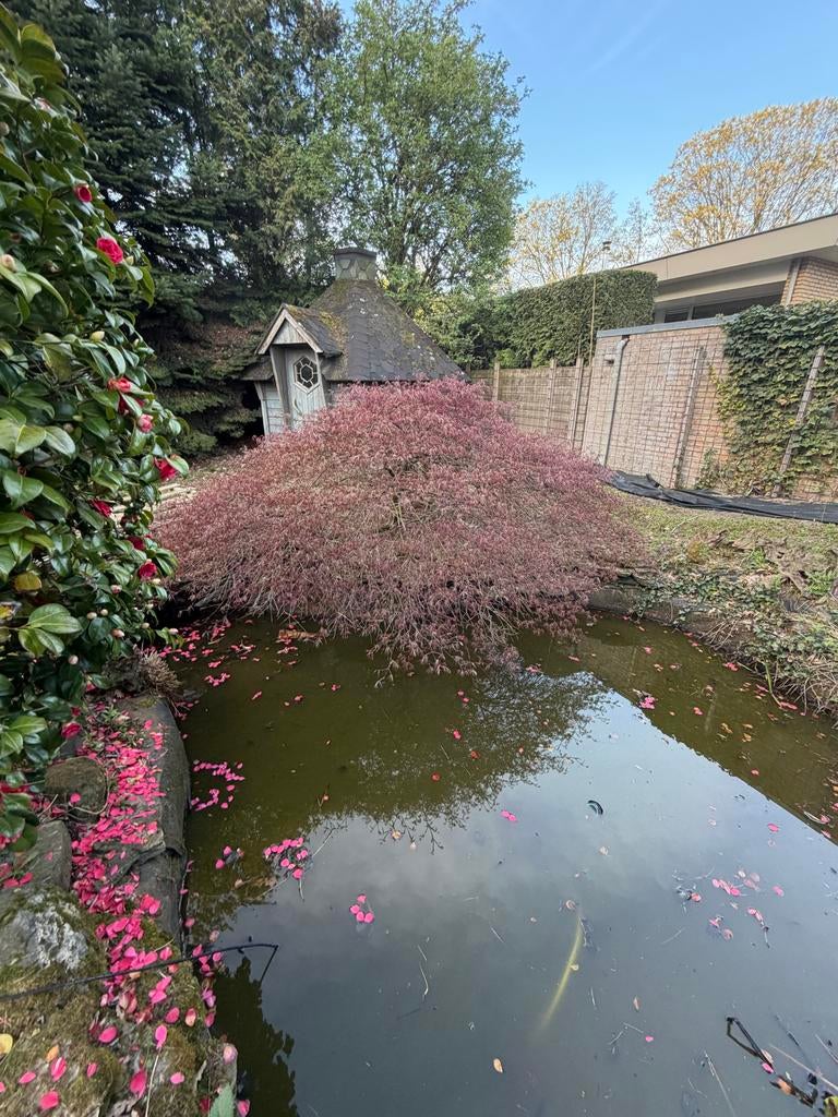 Japanse esdoorn (Acer palmatum), Tuin en Terras, Planten | Bomen, Ophalen, Bloeit niet, Halfschaduw, Overige soorten