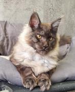 Maine Coon kater 4 mnd black smoke, Kater, Met stamboom