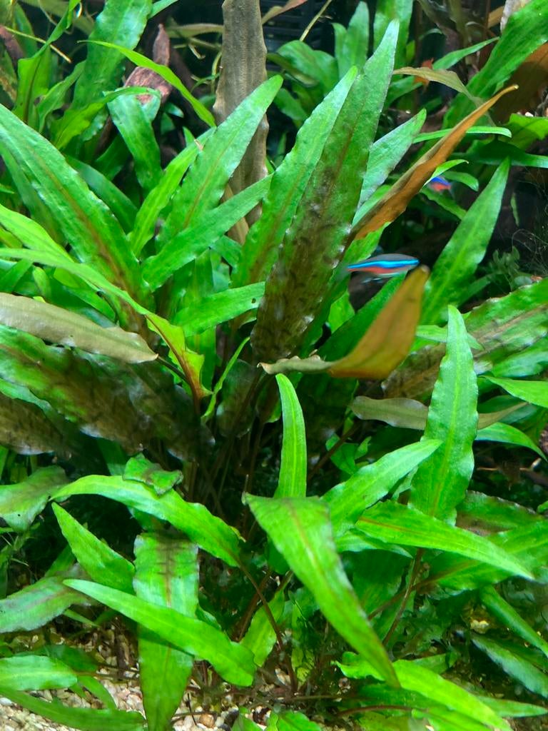 Waterplanten (valesneria, cryptocorine, waterlelie etc), Ophalen, Nieuw, Plant(en), Steen of Hout