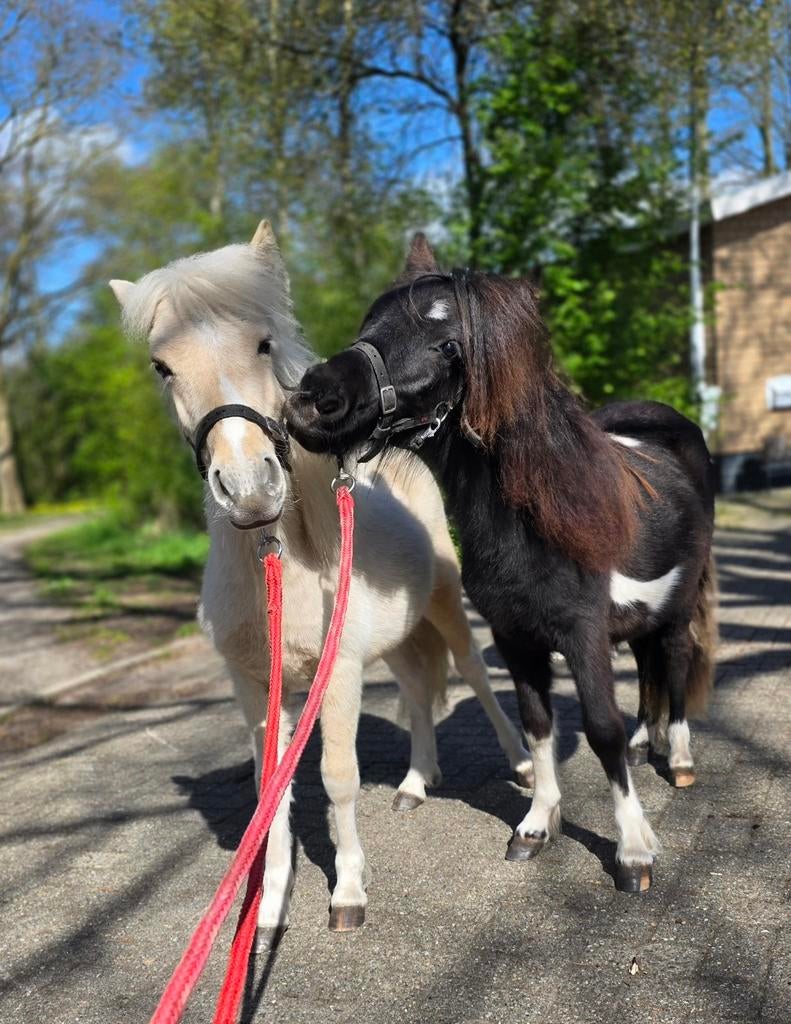 Prachtige homozygoot palomino bonte hengst!!, Dieren en Toebehoren, Pony's, Hengst, A pony (tot 1.17m), Met stamboom, 0 tot 2 jaar