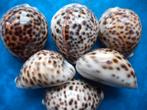 Schelpen: Cypraea tigris L. gem 60-89mm, Ophalen of Verzenden, Schelp(en)