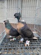 Tekkeli miro, Meerdere dieren, Postduif