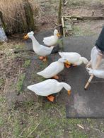 Eendeneieren, Dieren en Toebehoren, Meerdere dieren, Eend