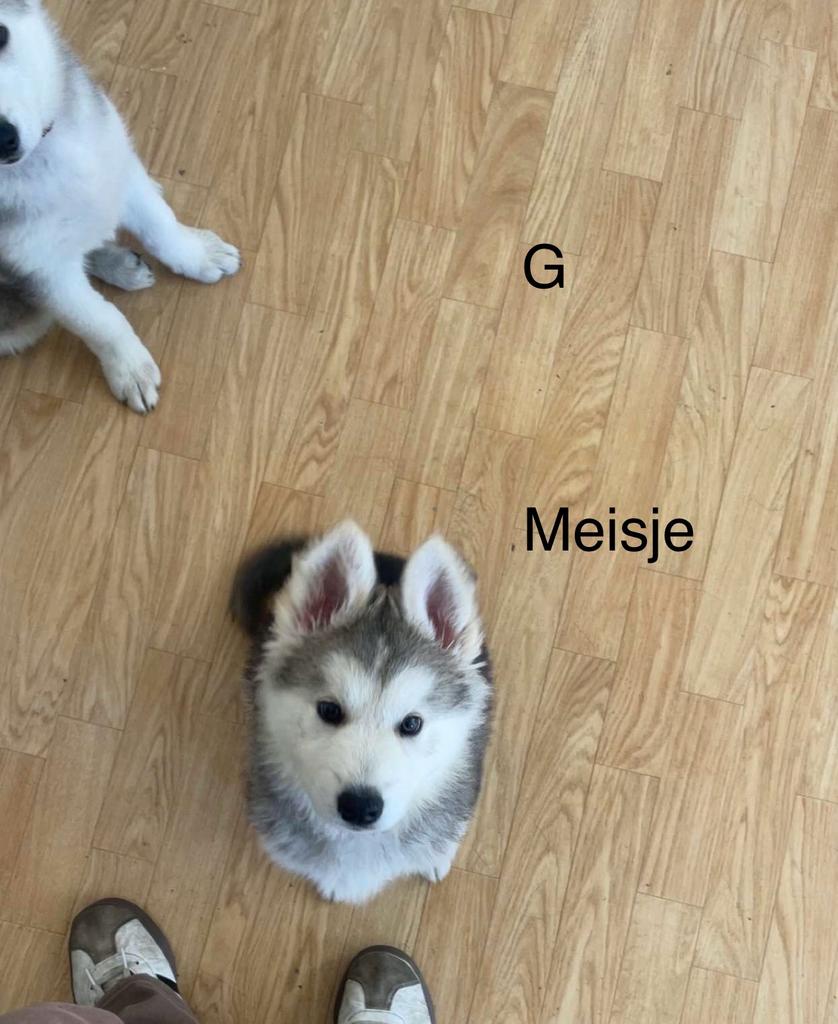 Husky Puppy te koop, 8 tot 15 weken, Teef, Groot, Eén hond