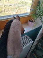 Hobby Horse, Ophalen of Verzenden, Gebruikt, Jongen of Meisje