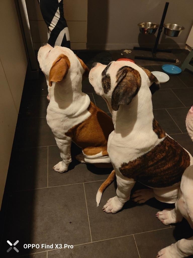 2 pups te koop let op 17 weken oud!, Parvo, 15 weken tot 1 jaar, Overige rassen, Meerdere