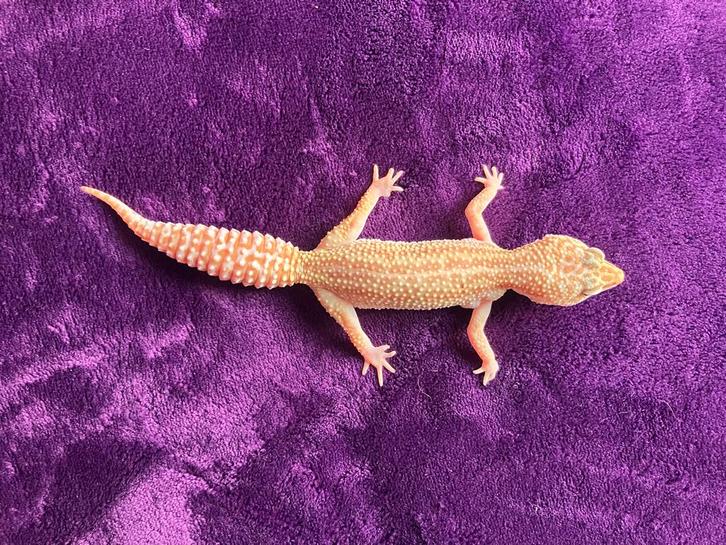 Luipaard gekko vrouwen Leopard Gecko - female for sale from mukuku
