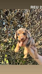 Prachtige teckel pups te koop, Dieren en Toebehoren, 8 tot 15 weken, Korthaar, Dwerg, Parvo