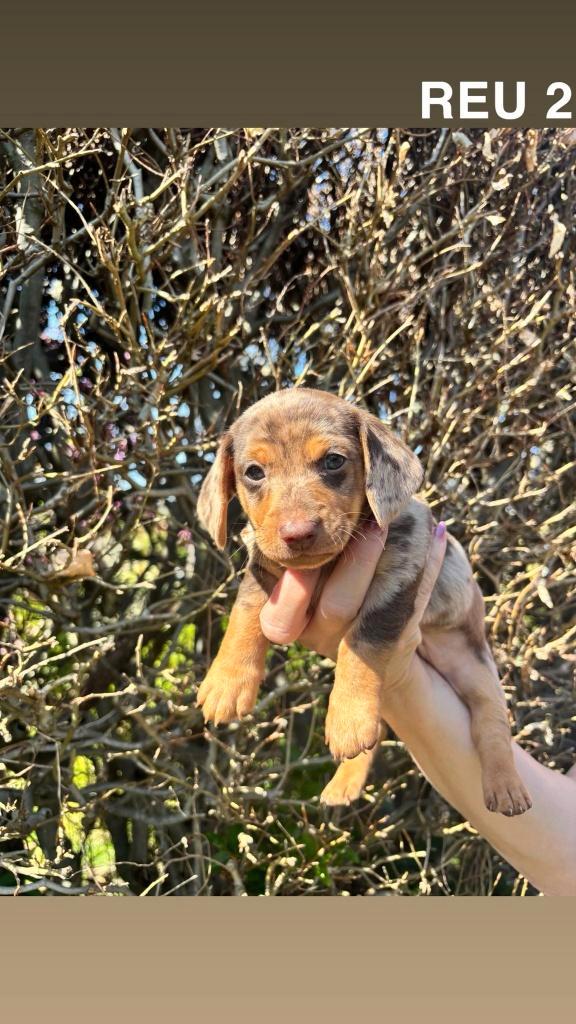 Prachtige teckel pups te koop, Dieren en Toebehoren, Honden | Teckels en Dashonden, Meerdere dieren, Korthaar, Dwerg, Fokker | Hobbymatig