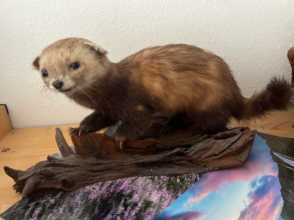 Taxidermie bunzing, Verzamelen, Dierenverzamelingen, Ophalen of Verzenden