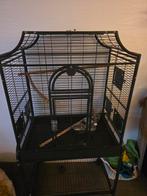 Parkieten papagaaien kooi, Meerdere dieren, Parkiet