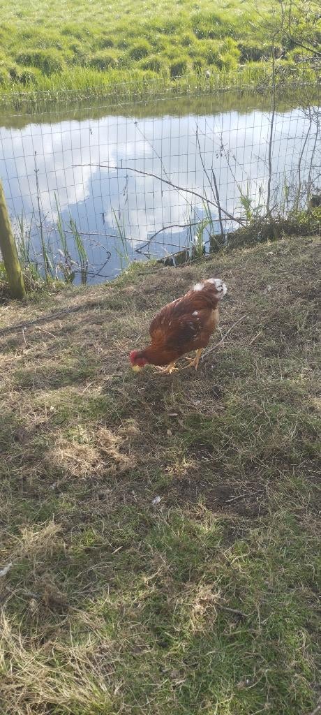 Haan, Mannelijk, Kip