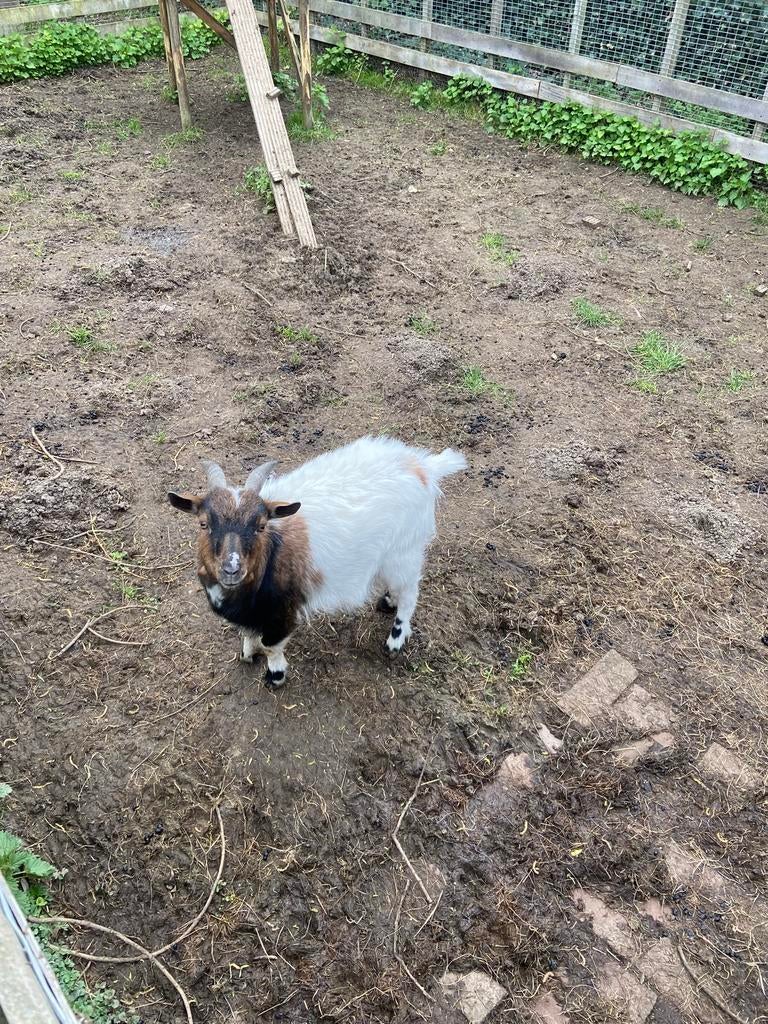Bok gecastreerd., Dieren en Toebehoren, Mannelijk, Geit